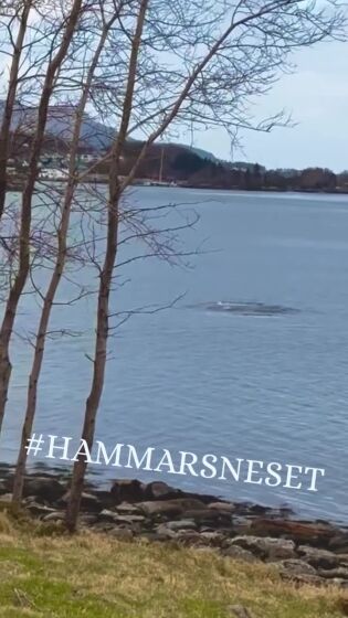 Kval på Sula