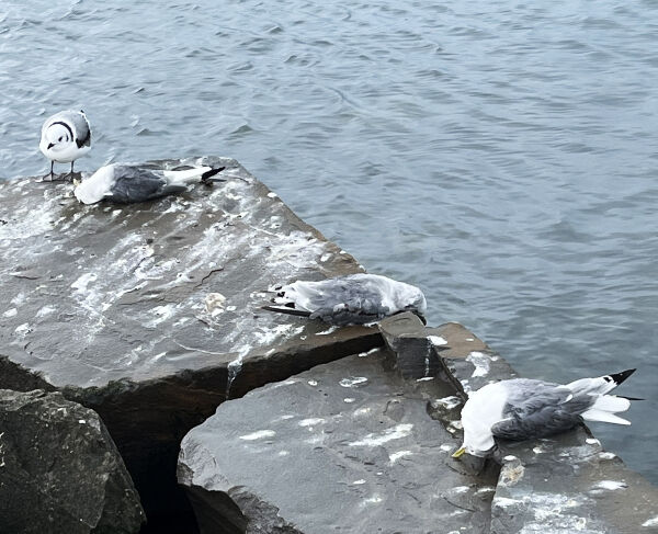 Fugleinfluensa også på Sula