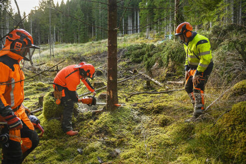 Ei karriere i skogen?