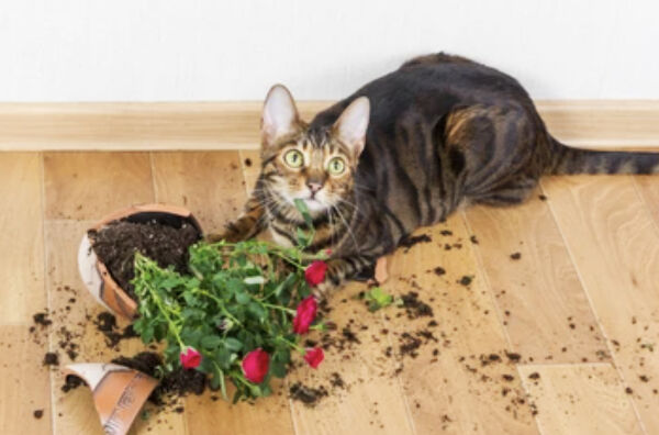 Før eg døyr skal eg melde katten min inn i Arbeidarpartiet