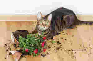 Før eg døyr skal eg melde katten min inn i Arbeidarpartiet